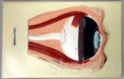Барельефная модель Глаз. Строение