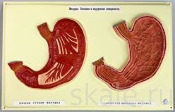 Барельефная модель Желудок Внешняя и внутренняя поверхности