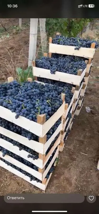 Линия по производству деревянного ящика Corali