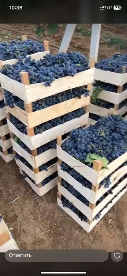 Линия по производству деревянного ящика Corali